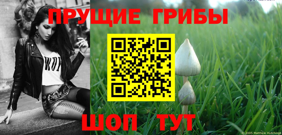 Галлюциногенные грибы Psilocybe Малгобек